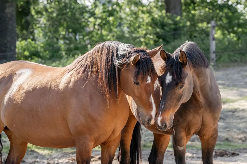 Pension chevaux près de Île-de-France