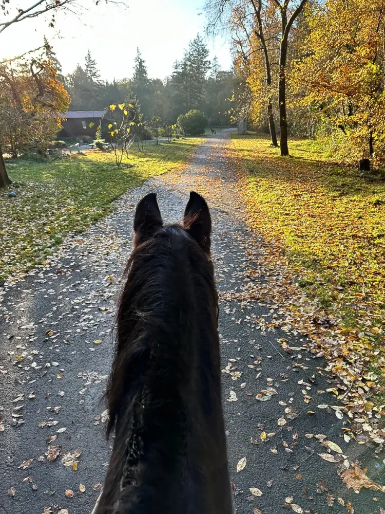 a cheval